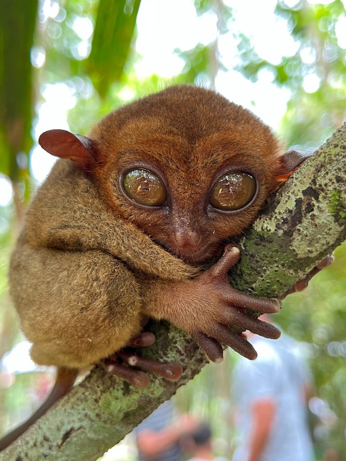 A Koala Perched on Tree Branch in Close-up Photography